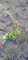 Kalanchoe rotundifolia