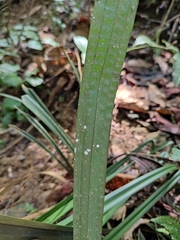 Calanthe davidii