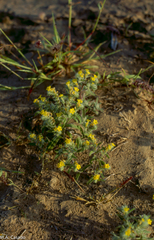 Arnebia hispidissima