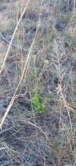 Kalanchoe rotundifolia