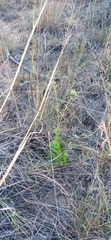 Kalanchoe rotundifolia