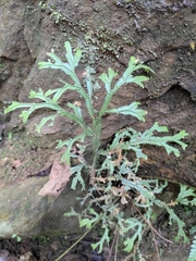 Selaginella doederleinii