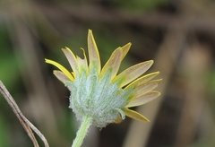 Arctotis arctotoides