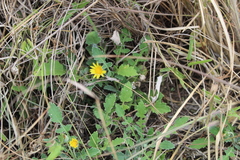 Arctotis arctotoides