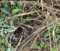 Arctotis arctotoides