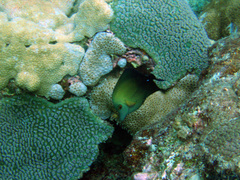 Zebrasoma scopas