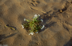 Silene