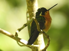 Lampornis