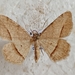 Chiasmia syriacaria - Photo (c) mnauky, alguns direitos reservados (CC BY), uploaded by mnauky