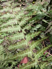 Diplazium esculentum