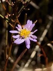 Brachyscome graminea