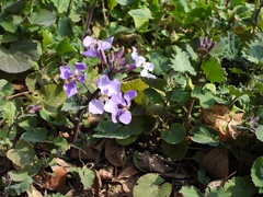 Orychophragmus violaceus
