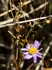 Brachyscome graminea