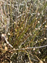 Brachyscome graminea