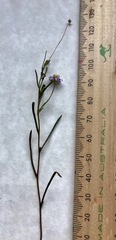 Brachyscome graminea