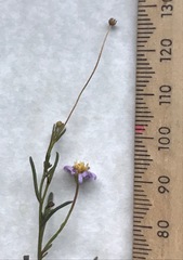 Brachyscome graminea