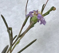 Brachyscome graminea