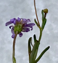 Brachyscome graminea