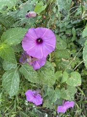 Ipomoea splendor-sylvae
