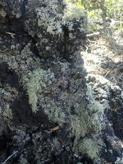 Ramalina peruviana