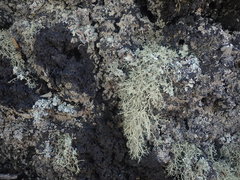 Ramalina peruviana