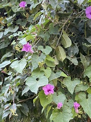 Ipomoea splendor-sylvae