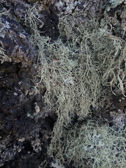 Ramalina peruviana