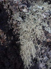 Ramalina peruviana