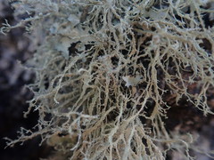 Ramalina peruviana