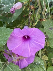 Ipomoea splendor-sylvae