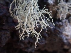 Ramalina peruviana