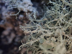 Ramalina peruviana