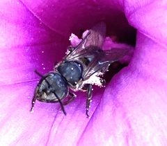 Augochlora nigrocyanea