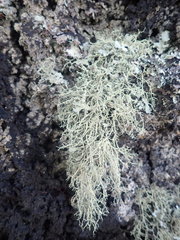 Ramalina peruviana