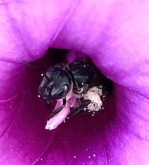 Augochlora nigrocyanea