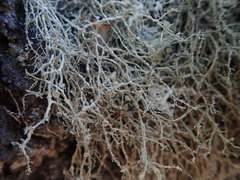 Ramalina peruviana