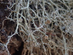Ramalina peruviana