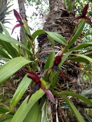 Maxillaria cucullata