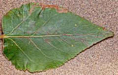 Stigmella trimaculella