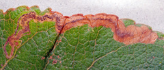 Stigmella trimaculella