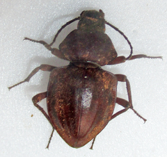 Hypomelina