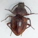 Hypomelina - Photo no hay derechos reservados, subido por Botswanabugs