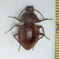 Hypomelina