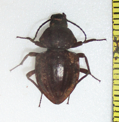 Hypomelina