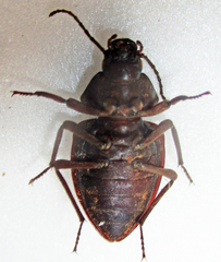 Hypomelina