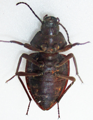 Hypomelina