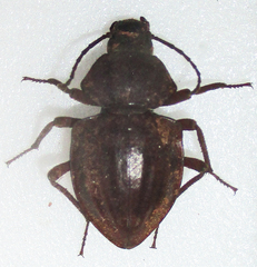 Hypomelina