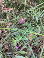 Comesperma hispidulum