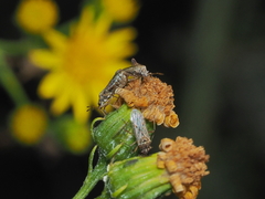 Nysius graminicola