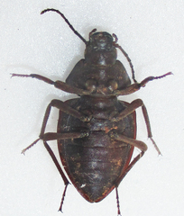 Hypomelina